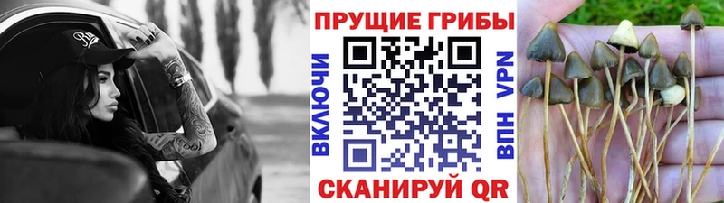 Псилоцибиновые грибы MAGIC MUSHROOMS  где купить   Дрезна 